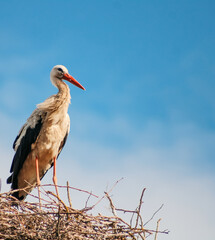 stork in a nest