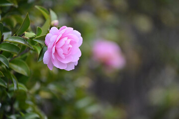 pink camelia in morning light
