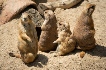 a group of four prairie dogs on a sand