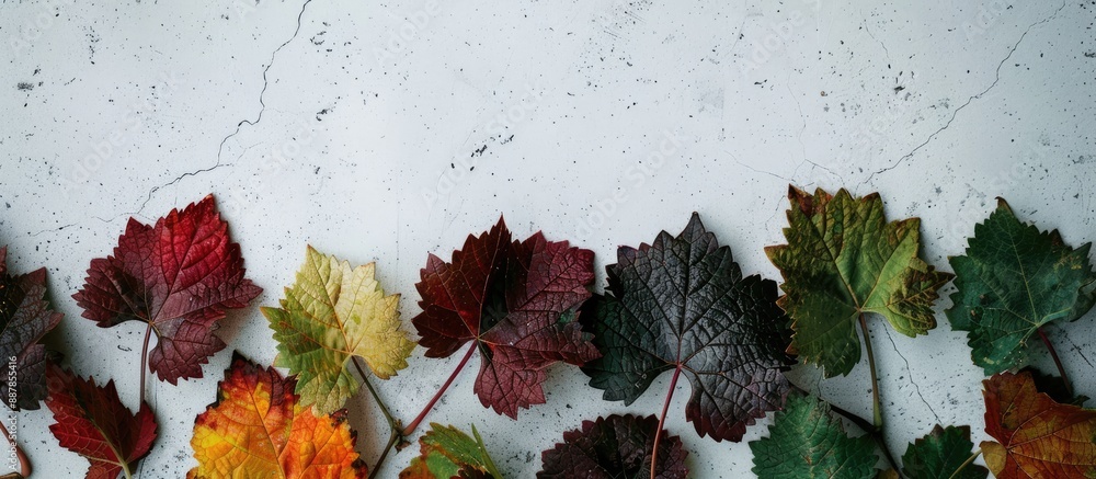 Aufkleber A close up image of girlish grape leaves in various colors on a white backdrop with copy space
