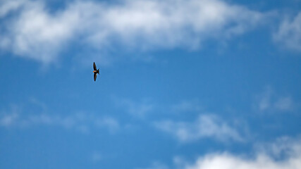 swallow in the blue sky