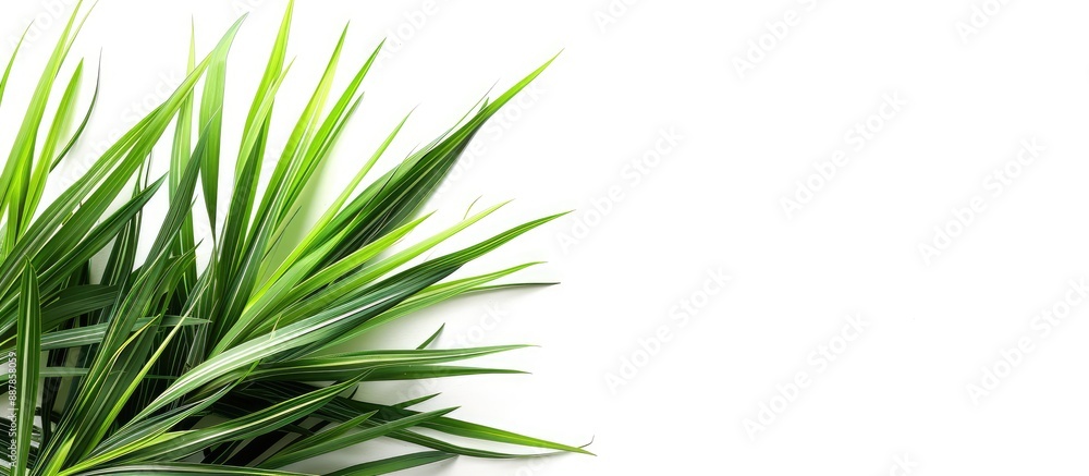 Poster a stunning star grass with copy space image on a white backdrop