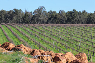 Large rocks in foreground, diagonal vineyard rows in middle, bush land and blue sky at back. Collie...