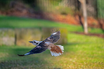 Kookaburra in flight