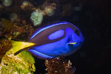 royal blue tang natural behaviour, popular demanding fluorescent neon glow pet for experienced...