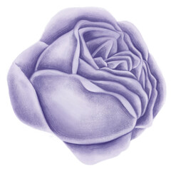 Fototapeta premium Vintage rose flower transparent png
