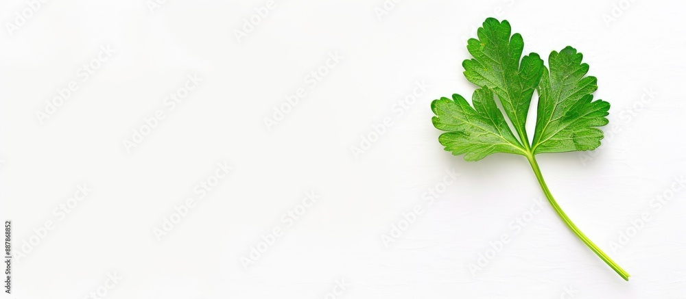 Poster a parsley leaf seen from above isolated on a white background with space for adding text or images. 