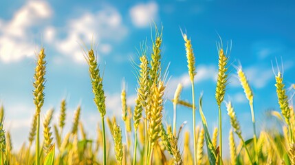 Obraz premium Wheat field with wheat ears and blue sky background