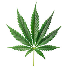 Green Cannabis leaf isolated on white. Hemp leaf cutout close up. Marijuana drugs is produced from Cannabis leaf.