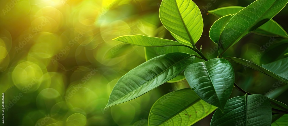 Aufkleber rubber tree s green leaf with background for copy space image