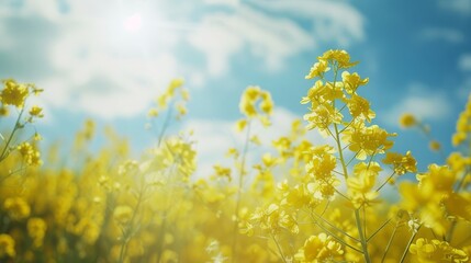 Canola Flower Fields in Bloom
