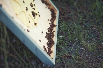 Beekeeper is working with bees and beehives on the apiary.