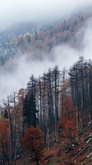 A dense forest draped in a thick layer of fog, showcasing the beauty of autumn leaves amidst the trees