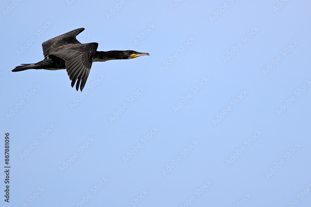 Poster Kormoran // Great cormorant (Phalacrocorax carbo)