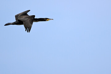 Kormoran // Great cormorant (Phalacrocorax carbo)