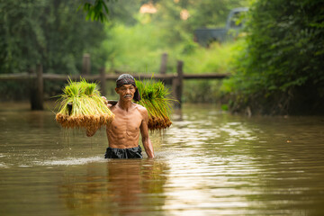 Fototapeta premium Farmers carry seedlings across the river to plant in the fields