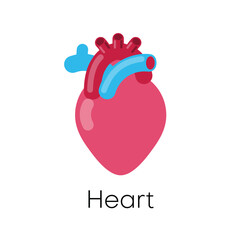 Human heart internal organ with artery and aorta. Flat vector illustration.