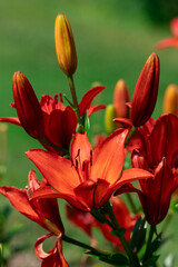 Fototapeta premium Orange lily flower in full bloom.