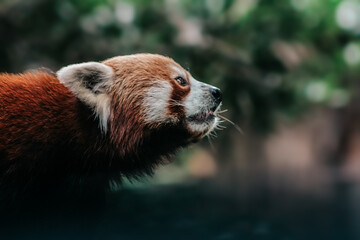 Fototapeta premium red panda in the zoo