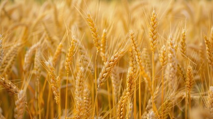 Fototapeta premium Field with mature cereal crops