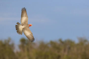 Beautiful Galah Cockatoo parrot flying in the sky. Free flying bird