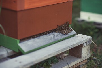 Beekeeper is working with bees and beehives on the apiary.