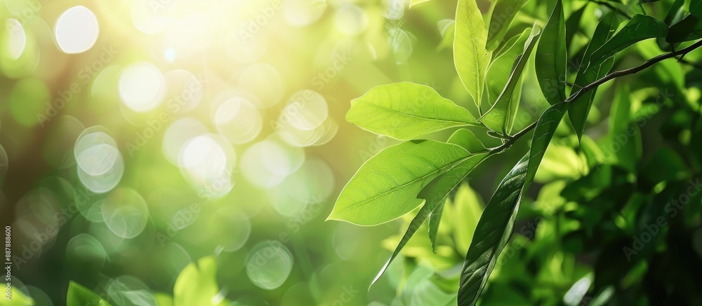 Poster blurry natural background with abstract foliage bright sunlight and green leaf texture perfect for t