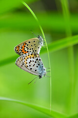 湿原や草原で初夏から夏に見られる、翅の青い色がとても美しい、絶滅危惧種の小さなチョウ、アサマシジミ