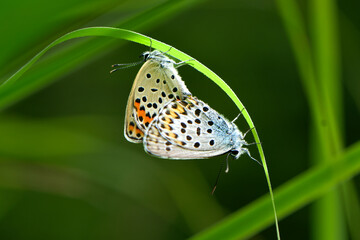湿原や草原で初夏から夏に見られる、翅の青い色がとても美しい、絶滅危惧種の小さなチョウ、アサマシジミ
