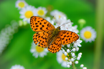 Obraz premium 初夏の高原で出会えるオレンジと黒の翅がとても美しいチョウ、コヒョウモン