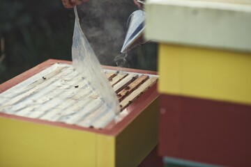 Beekeeper is working with bees and beehives on the apiary.