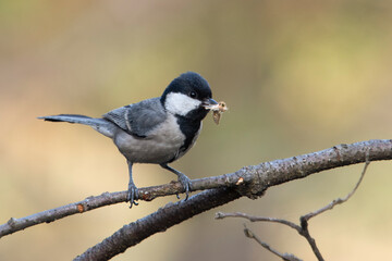 Cinerous Tit or Parus cinereus with catch in Binsar in Uttarakhand, India