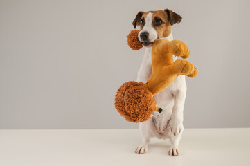 Jack Russell Terrier dog holds a plush poodle toy in his teeth on a white background. 