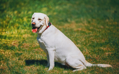 Funny pet labrador dog animal during seasonal activity. beautiful breed dog funny labrador outdoor...