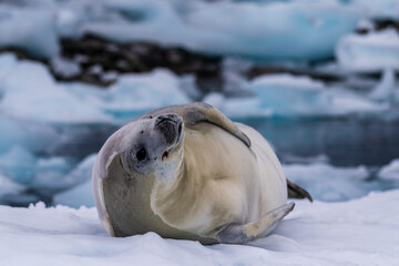 Obraz premium Close-up of a crabeater seal -Lobodon carcinophaga- resting on a small iceberg near the fish islands on the Antarctic peninsula