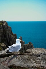Mouette