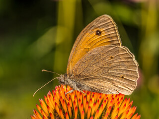 Small heath butterfly resting on echinacea flower