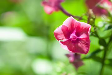 Obraz premium Phlox flowers. Close-up of pink Phlox flowers in the garden. Selective focus