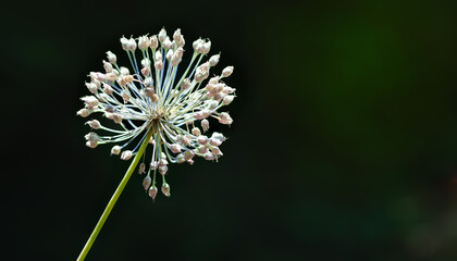 Garlic flower. Drying garlic flower close-up. Selective focus