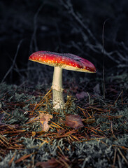 amanita muscaria seta roja venenosa en la noche iluminada