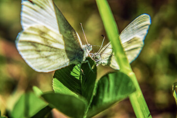  Macro  - Forest - Europe, Romania, Suceava region