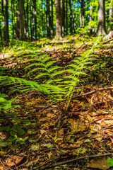  Macro  - Forest - Europe, Romania, Suceava region