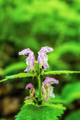  Macro  - Forest - Europe, Romania, Suceava region
