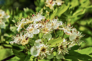  Macro  - Forest - Europe, Romania, Suceava region