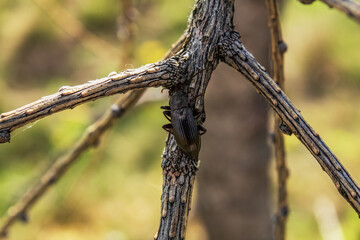  Macro  - Forest - Europe, Romania, Suceava region