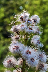 Macro  - Forest - Europe, Romania, Suceava region