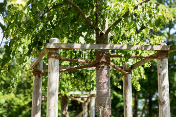 Tree Support is Trees Protection. Tree Landscape and Planting Young Trees concept. 