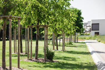 Landscaping City with Young Trees Raw. Planting New Alley of Young Linden Trees along Path in Residential Street. 