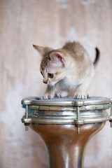 Porträt eines Singapura Kitten