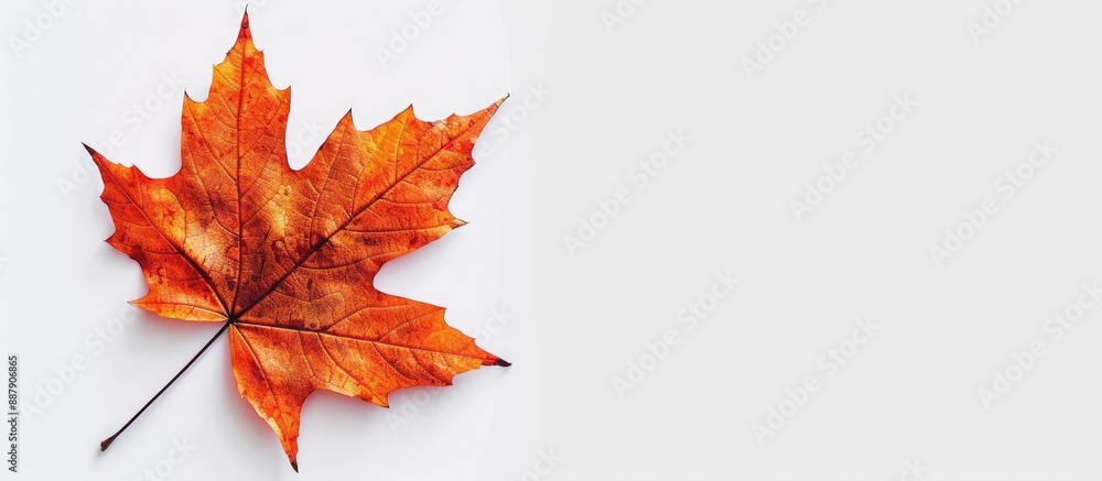 Aufkleber Maple leaf set against a white background with empty space for text or additional imagery copy space image